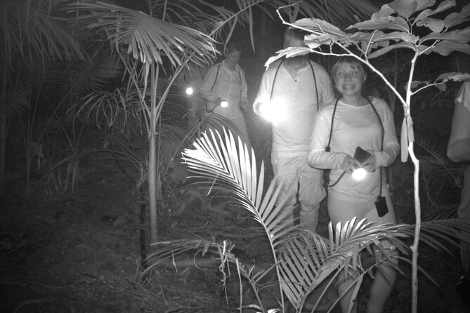 Guided Night Walk in Cape Tribulation - Overview and Experience