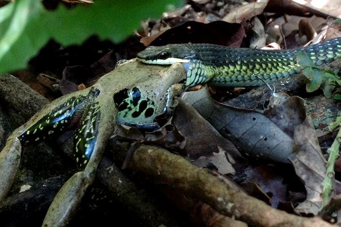 Guided Night Walk in Cape Tribulation - Expectations and Requirements