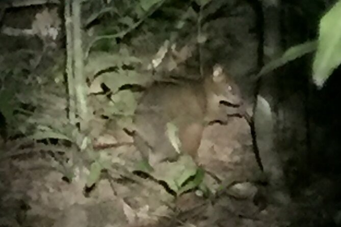 Guided Night Walk in Cape Tribulation - Experience the Rainforest at Night