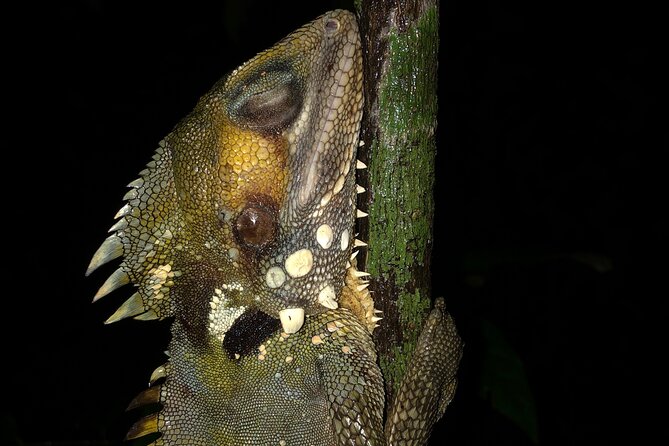 Guided Night Walk in Cape Tribulation - Spotlights and Tools for Observing Wildlife