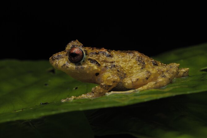 Guided Night Walk in Monteverde - Activity Overview