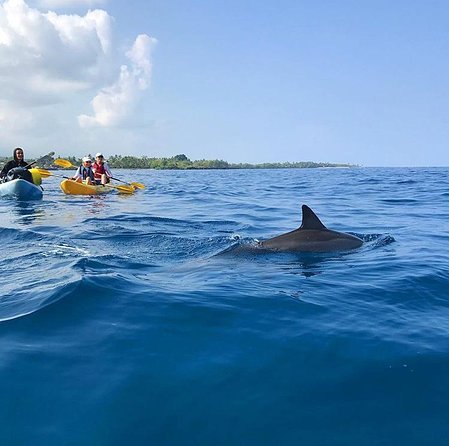 Guided Outrigger Canoe Tour in Kealakekua Bay - The Sum Up