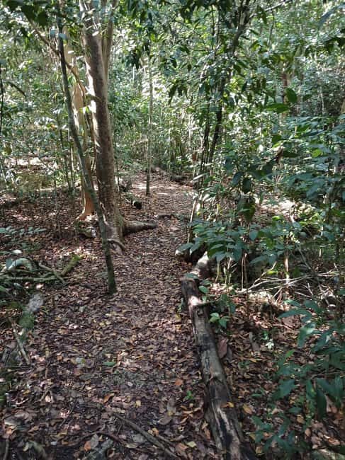 Guided Primeval Nature Walk Tour - Tasting Bahamian Culture at Arawak Cay