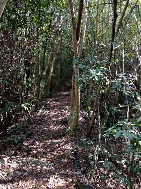 Guided Primeval Nature Walk Tour - Practical Details and Logistics