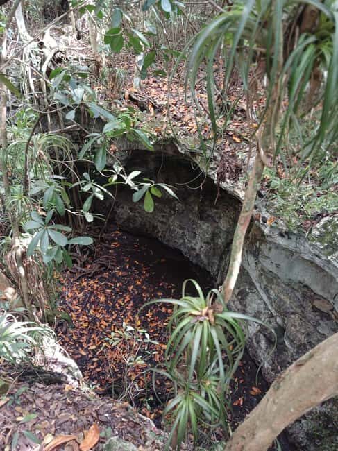 Guided Primeval Nature Walk Tour - What to Bring and Wear