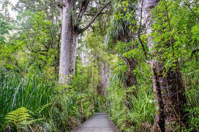Guided Puketi Kauri Forest Tour in Bay of Islands - Good To Know