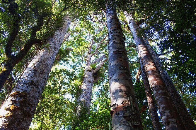 Guided Puketi Kauri Forest Tour in Bay of Islands - What to Expect from the Guided Puketi Kauri Forest Tour