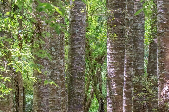 Guided Puketi Kauri Forest Tour in Bay of Islands - Is It Worth the Price?