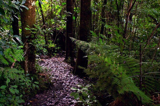 Guided Puketi Kauri Forest Tour in Bay of Islands - The Sum Up: The Bottom Line