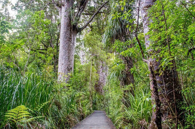Guided Puketi Kauri Forest Tour in Bay of Islands - FAQ