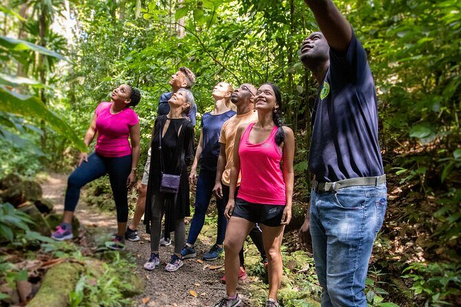 Guided Rainforest Hike on the Jacquot Trail  Castries, St Lucia - Introduction