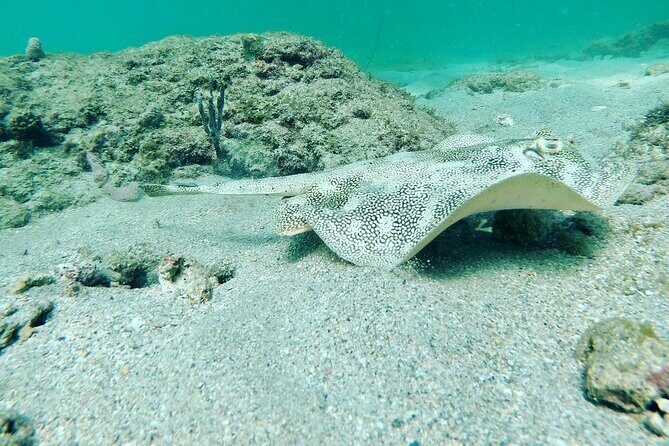 Guided Reef Snorkeling Tour in Pompano Beach - The Experience: What You Can Expect