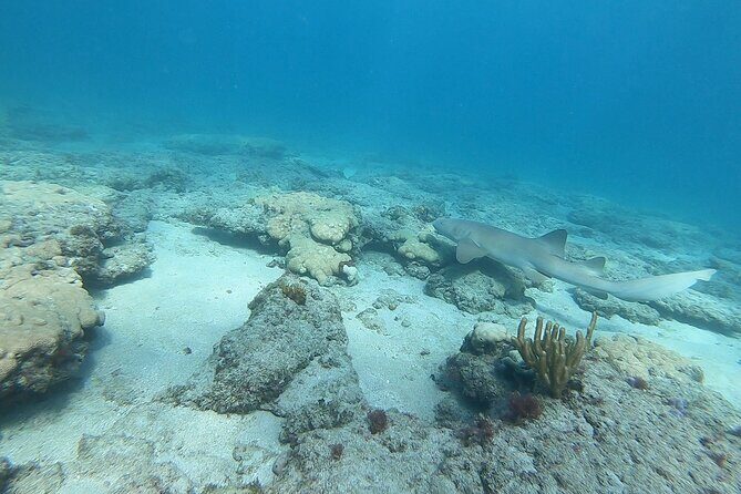 Guided Reef Snorkeling Tour in Pompano Beach - The Sum Up