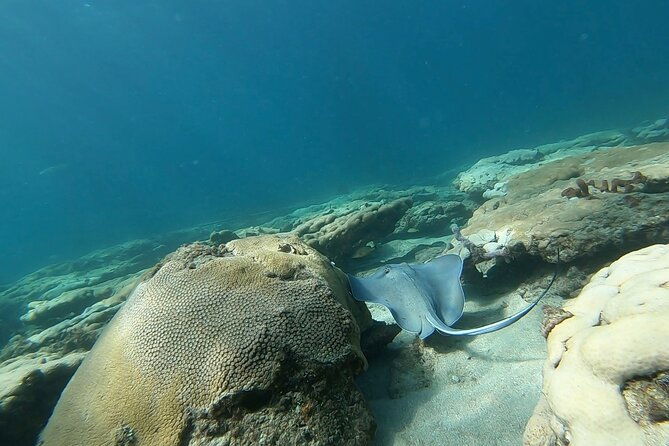 Guided Reef Snorkeling Tour in Pompano Beach - A Deep Dive into the Pompano Beach Reef Snorkeling Experience