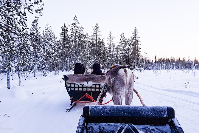 Guided Reindeer Farm Visit and One Hour Sledge Safari - Overview and Experience