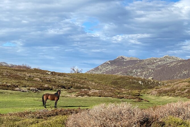 Guided Ride on the Plateau Du Coscione by Electric Mountain Bike - Cancellation Policy