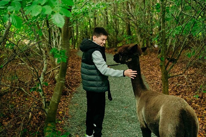 Guided Scenic Alpaca Trekking Experience Northern Ireland - Experience Overview