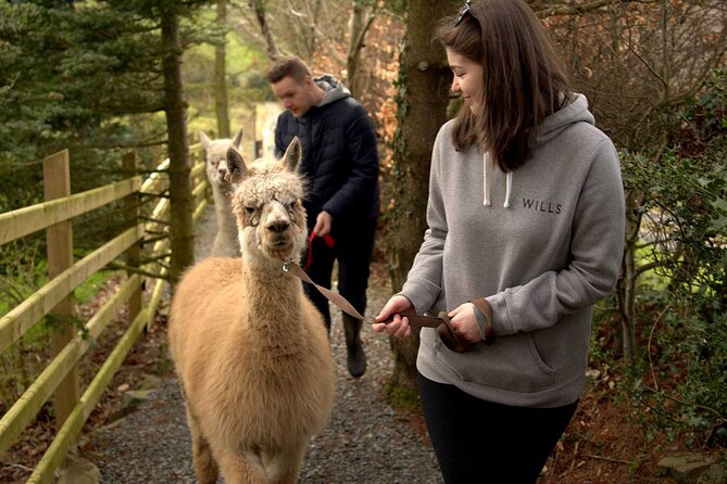 Guided Scenic Alpaca Trekking Experience Northern Ireland - Booking Information