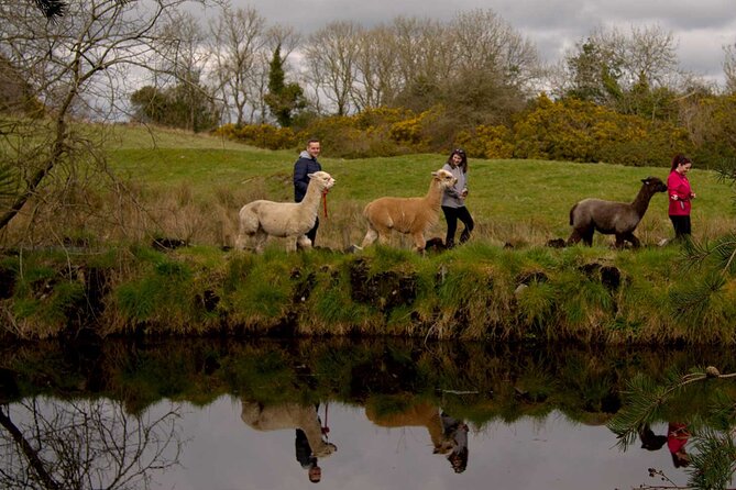 Guided Scenic Alpaca Trekking Experience Northern Ireland - Guest Experiences