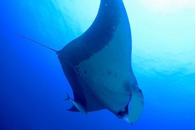 Guided Scuba Diving Day Activity at Racha Yai and Racha Noi - Concluding Thoughts