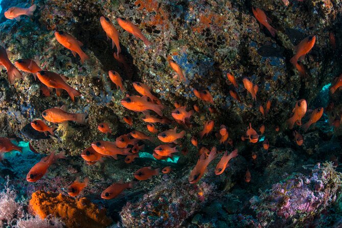 Guided Scuba Diving for Beginners Without License From Sorrento (5 Hours) - Traveler Photos and Reviews