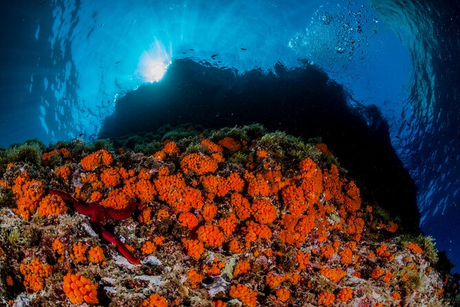 Guided Scuba Diving for Beginners Without License From Sorrento (5 Hours) - Assistance and Product Code