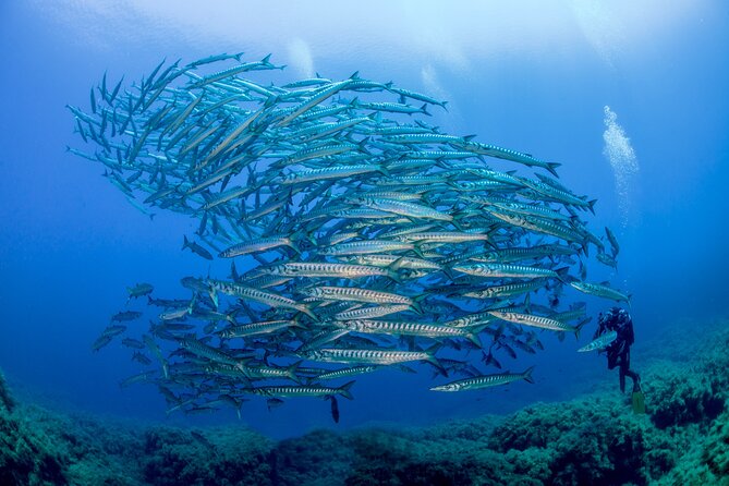 Guided Scuba Diving for Beginners Without License From Sorrento (5 Hours) - Common Questions
