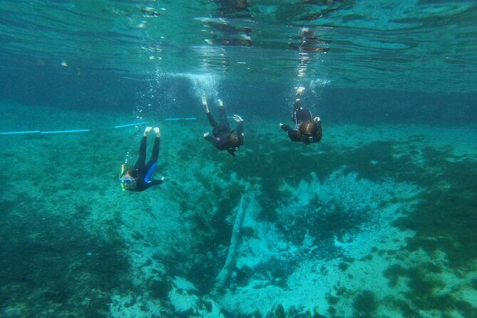 Guided Semi-Private Snorkel Tour (w/ FREE Photos!) - The Crystal River Snorkel Experience: What to Expect