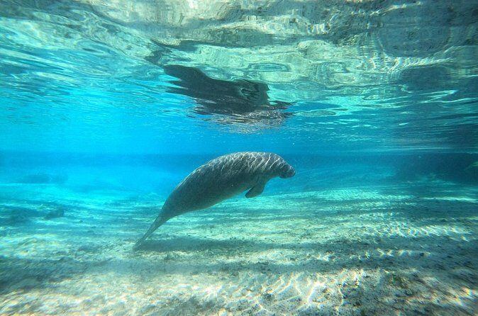 Guided Semi-Private Snorkel Tour (w/ FREE Photos!) - FAQs