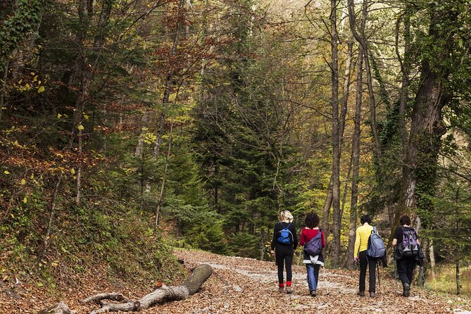 Guided Shared Group Forest Bathing Session in Serene Woodland Park - Overview of Forest Bathing Experience