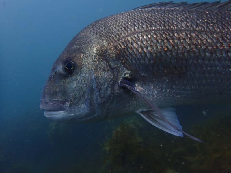 Guided Shore Dive Tour for Certified Divers - Good To Know