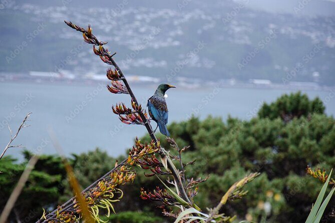 Guided Small Group Walking Tour in Wellington - Frequently Asked Questions