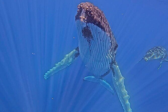 Guided Small Group Whale Watching and Swim Tour Tahiti - Guided Small Group Whale Watching and Swim Tour Tahiti