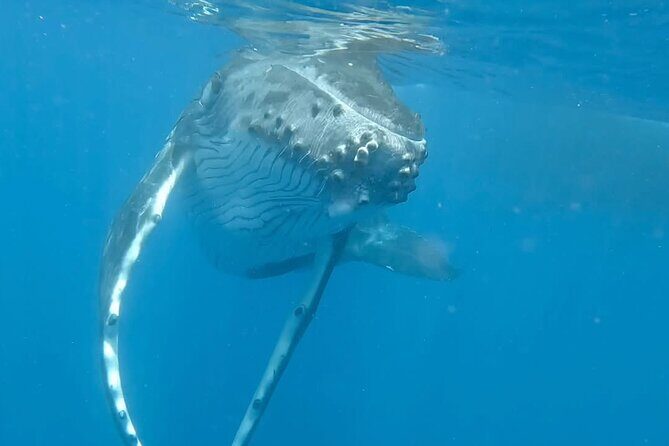Guided Small Group Whale Watching and Swim Tour Tahiti - Good To Know