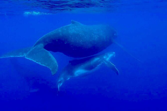 Guided Small Group Whale Watching and Swim Tour Tahiti - Why Small Group and Eco-Respect Matter
