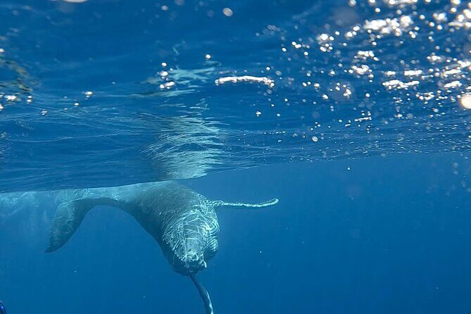 Guided Small Group Whale Watching and Swim Tour Tahiti - Comfort and Practical Details