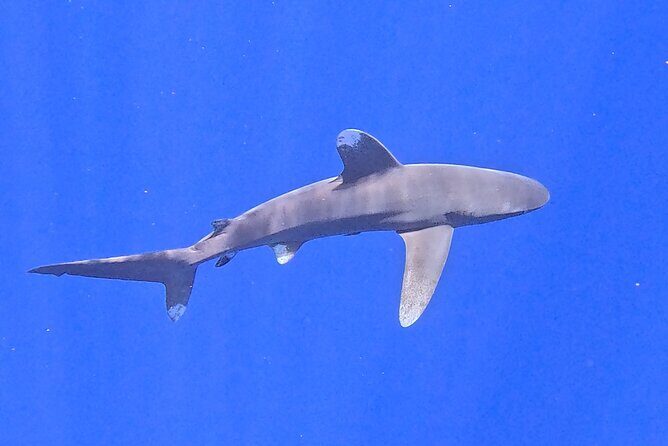 Guided Small Group Whale Watching and Swim Tour Tahiti - Review Highlights from Past Travelers