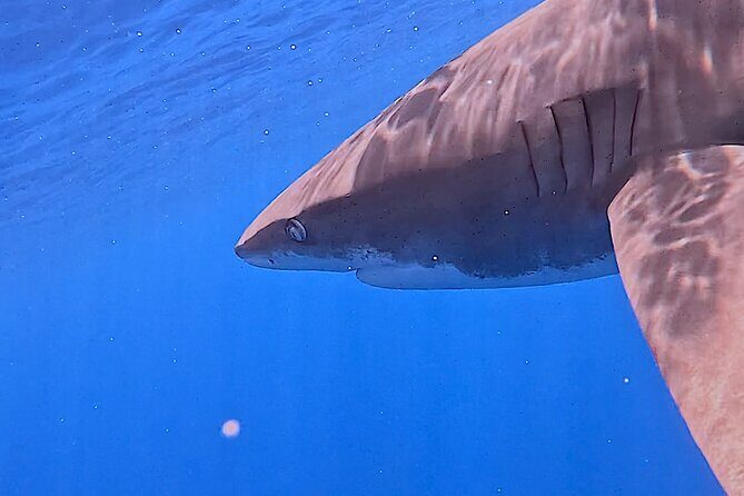 Guided Small Group Whale Watching and Swim Tour Tahiti - The Sum Up