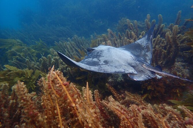 Guided Snorkel Experience, Advanced - Whats Included