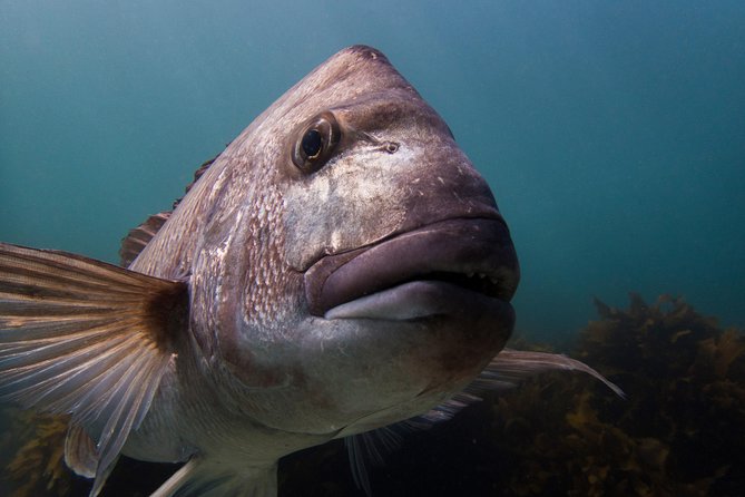 Guided Snorkel Experience, Advanced - Meeting and Pickup