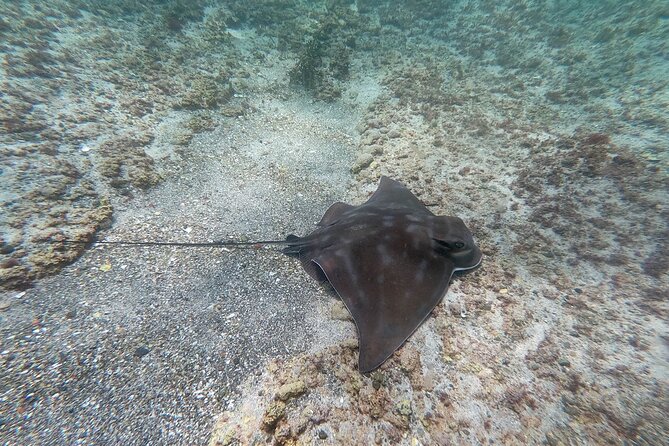 Guided Snorkel Experience, Advanced - Cancellation Policy