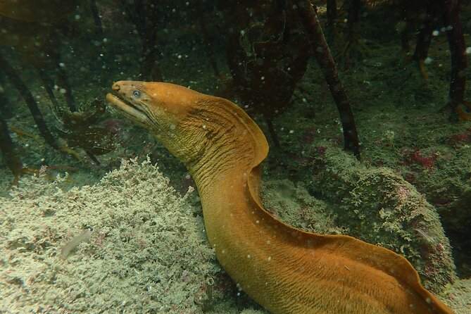 Guided Snorkel Experience, Advanced - The Sum Up