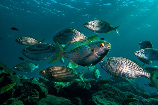 Guided Snorkel Experience - Participation and Requirements