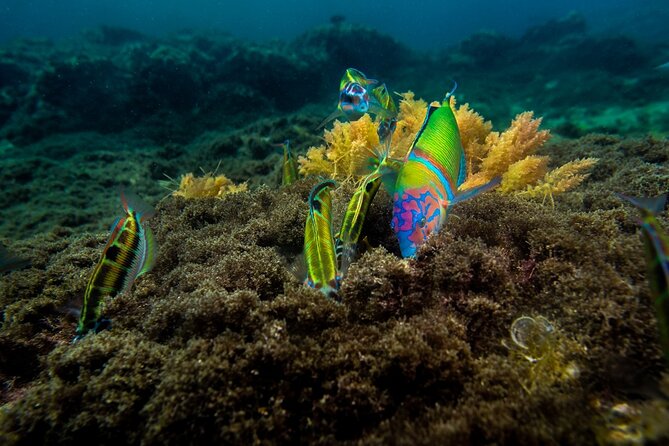 Guided Snorkel Experience - Reviews