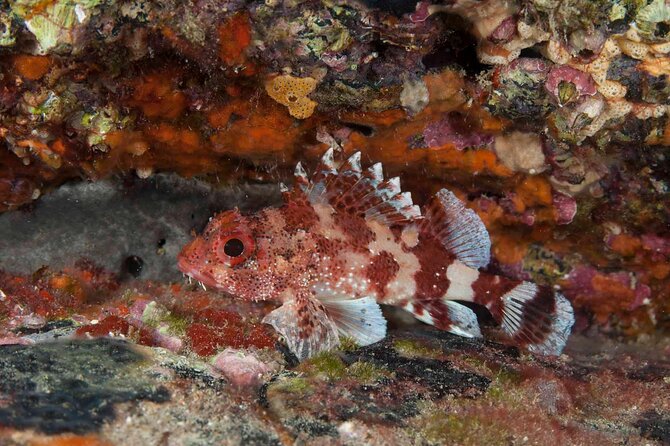 Guided Snorkel Experience - Common Questions