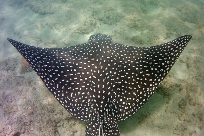 Guided Snorkel Experience in Fort Lauderdale - Traveler Photos