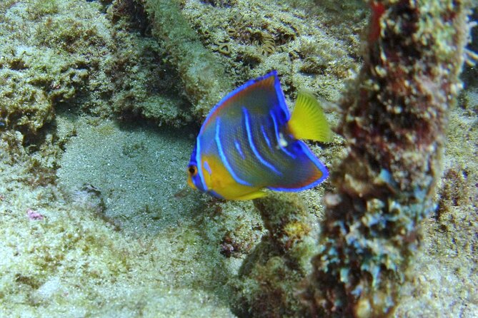 Guided Snorkel Experience in Fort Lauderdale - Reviews