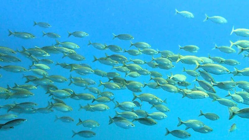 Guided snorkel in Cambrils with explanation of the marine environment. - Good To Know