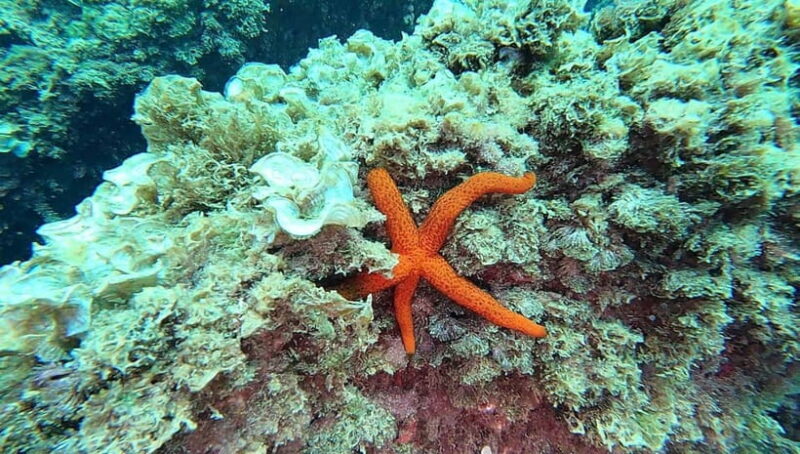 Guided snorkel in Cambrils with explanation of the marine environment. - The Itinerary: What to Expect