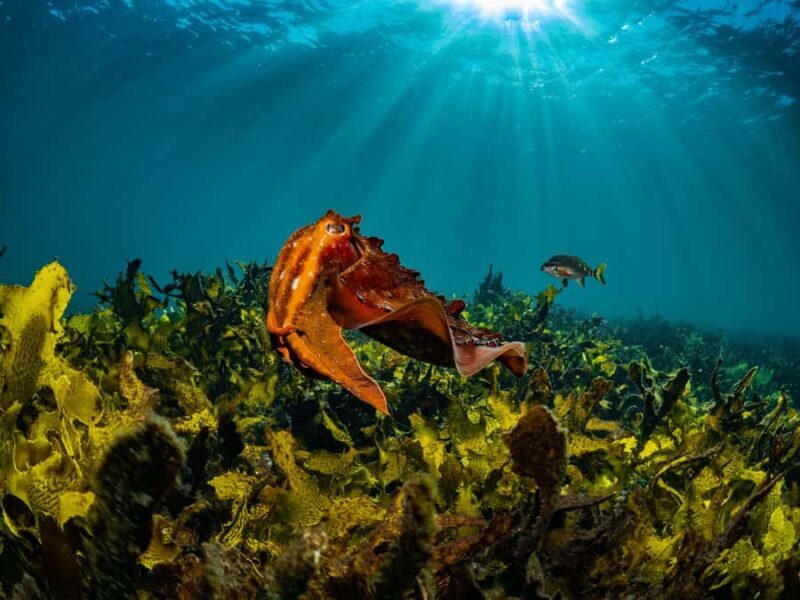 Guided Snorkel Tour at Australias most iconic beach - Good To Know